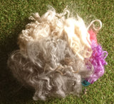 Bargain 2nds, Mixed UK Breed Curly Locks