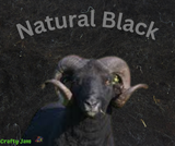 Carded Batts - Individual colours - Fast Felting - Bulk Buy