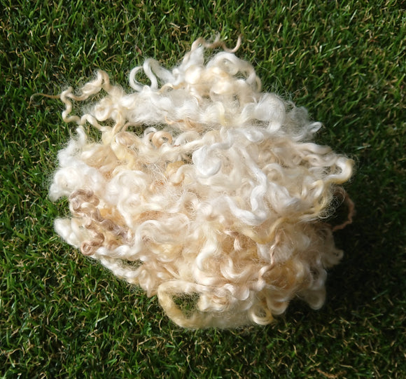 Teeswater Natural Curly Locks