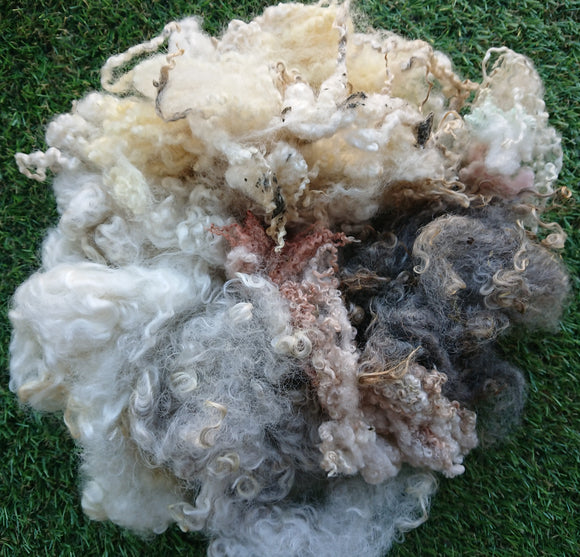 Bargain 2nds, Mixed UK Breed Curly Locks