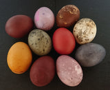Crafty Jam Natural Dyeing 'Eco Egg-Experimenter's' Starter Kit, Egg Decorations