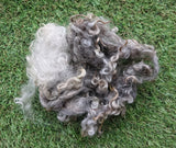British Heritage Breed Mixed Natural Curly Locks